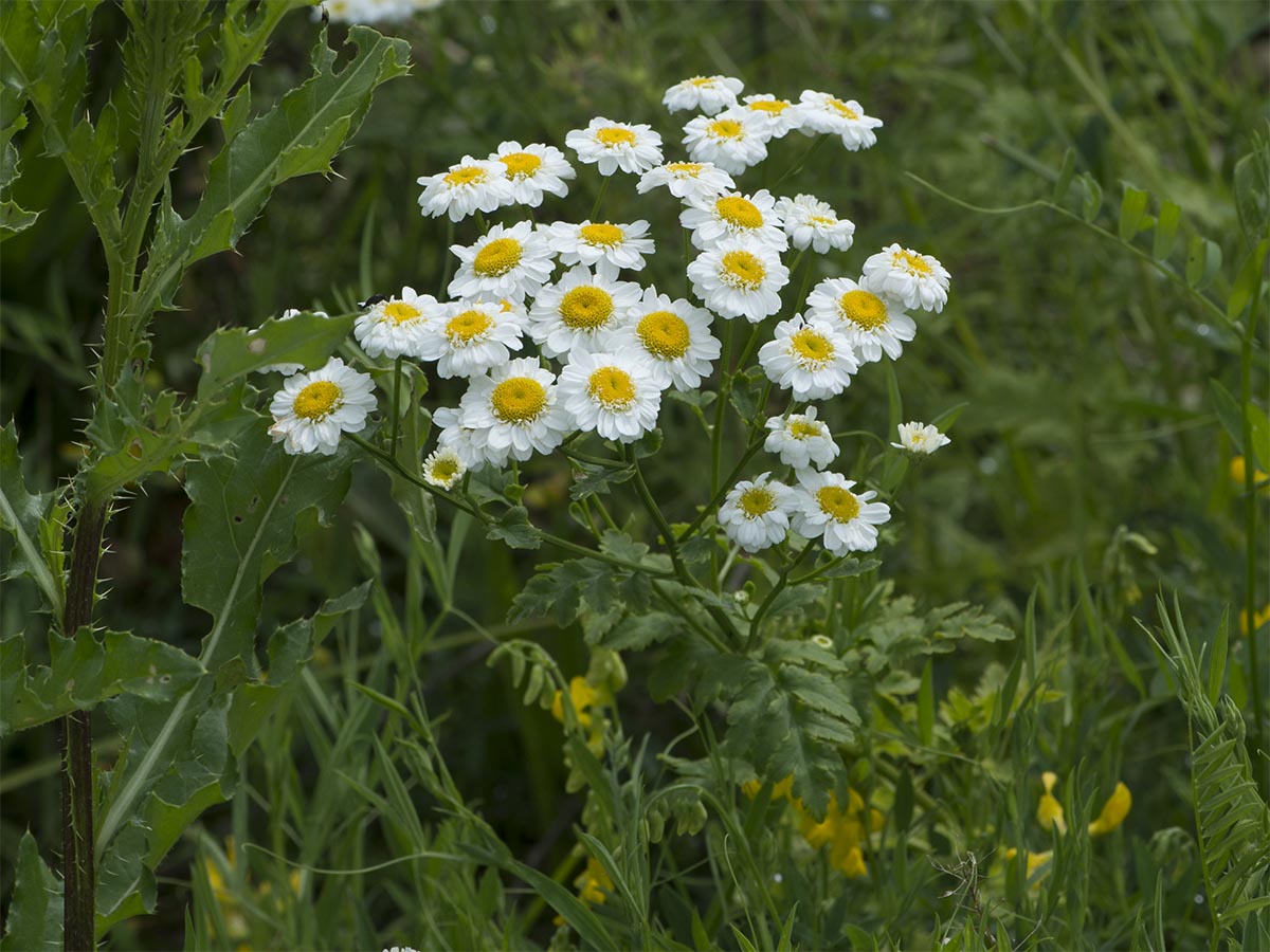 Habitus